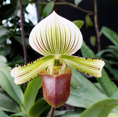 Paphiopedilum Orchids (Lady’s Slipper Orchids)