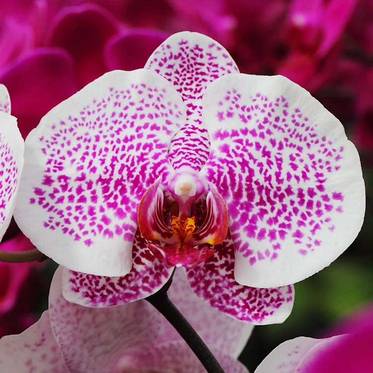 Phalaenopsis (Moth Orchids)