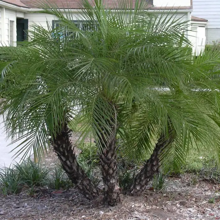 Pygmy Date Palm Tree