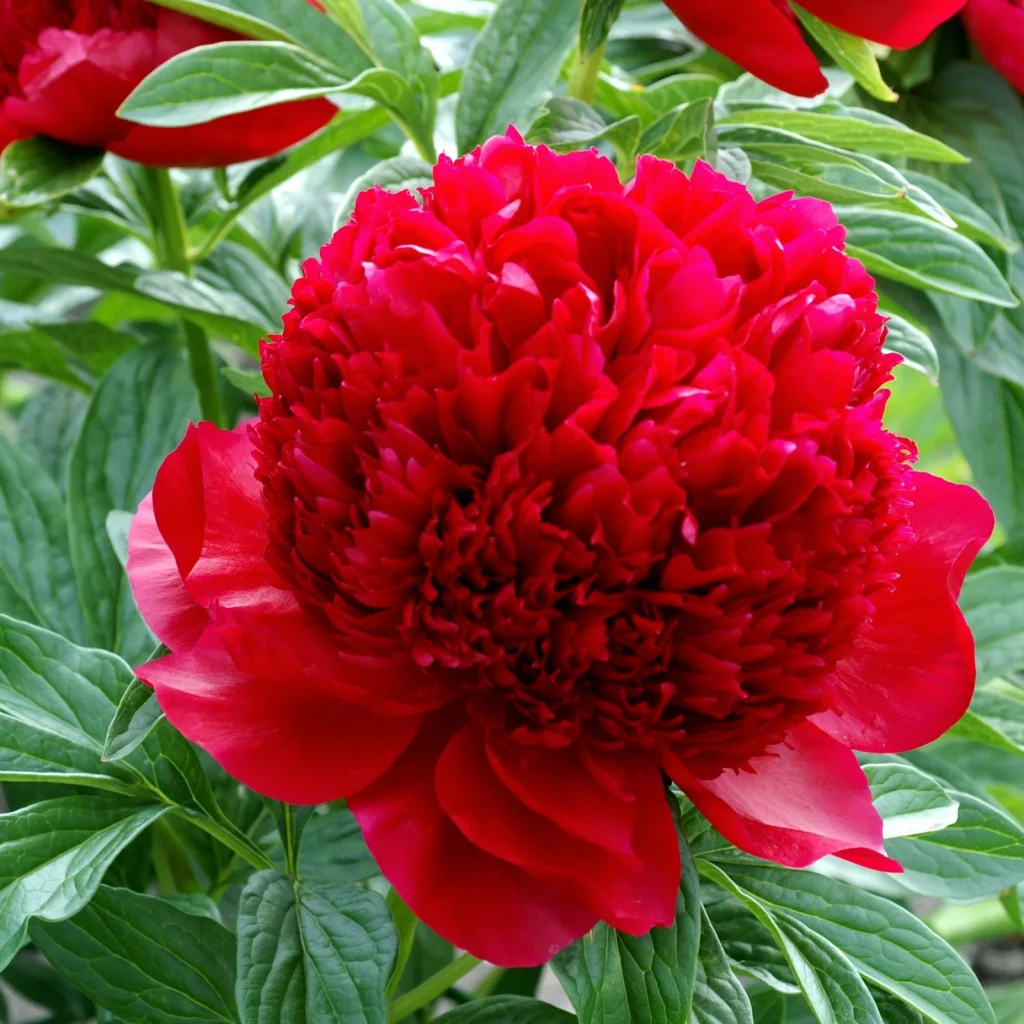 Red Peony