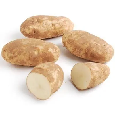 Russet Norkotah