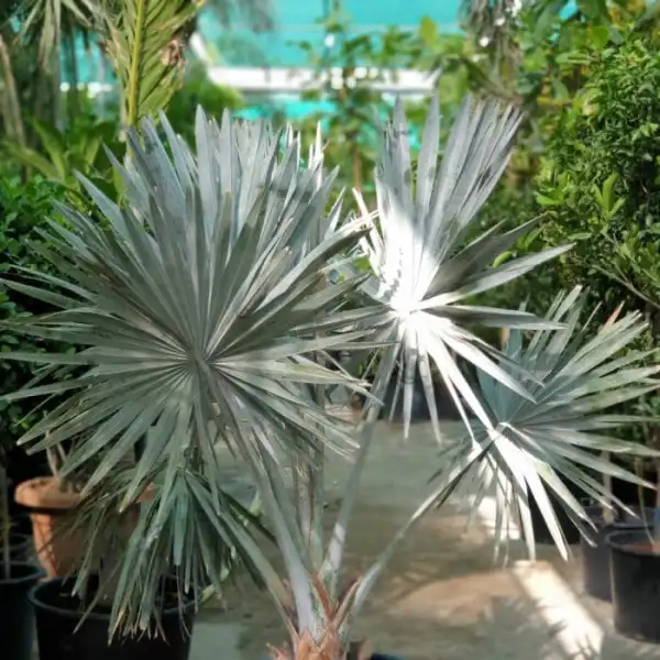 Silver Areca Palm