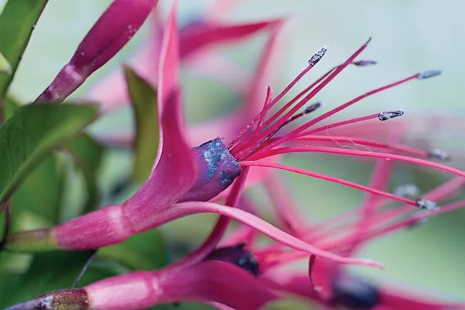 Species Fuchsias