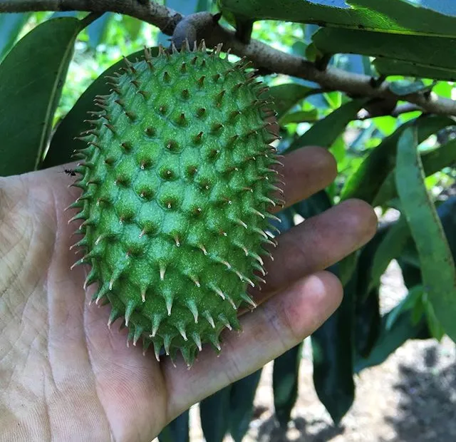 Standard Soursop