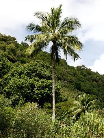 Tall Coconut Palm Tree