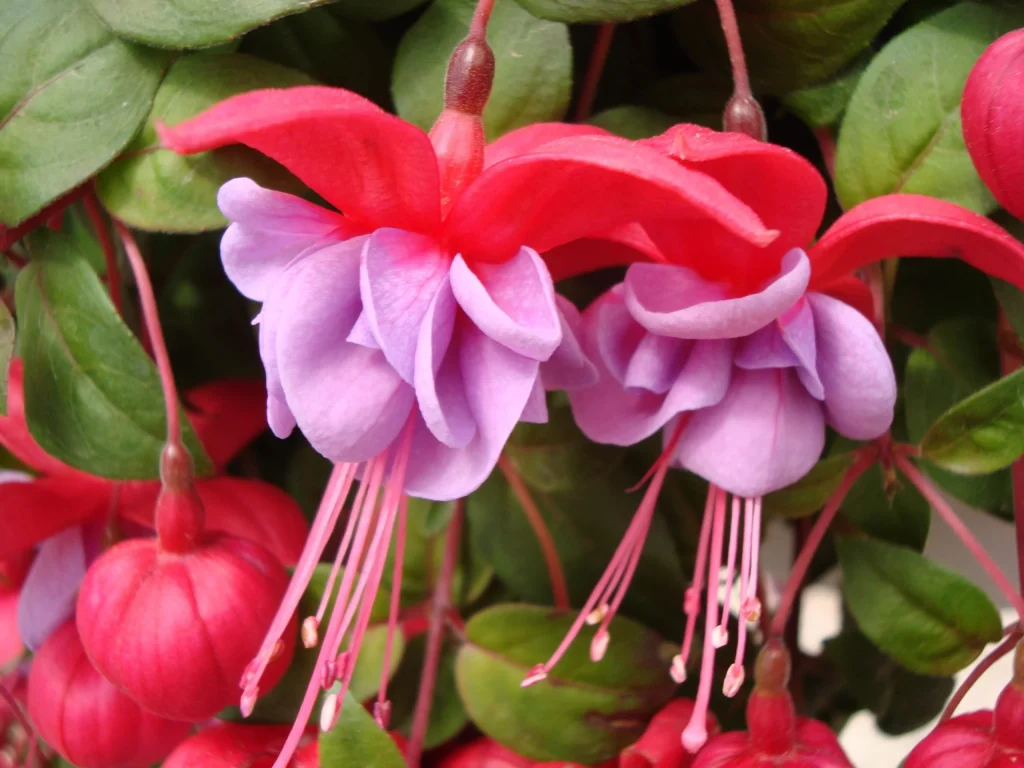 Trailing Fuchsias