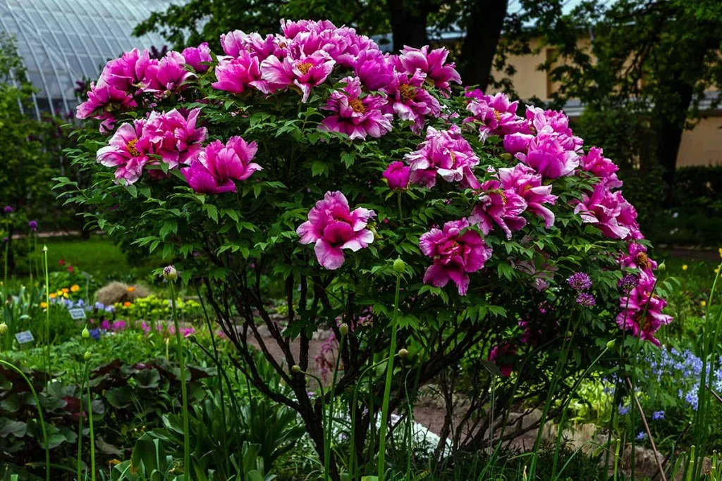 Tree Peonies