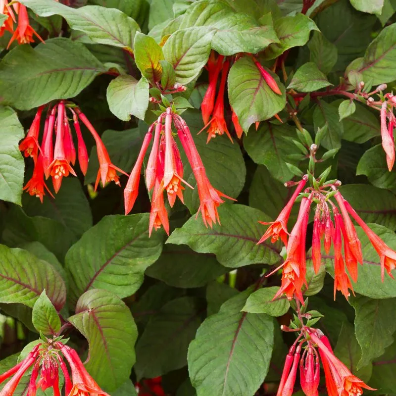 Triphylla Fuchsias