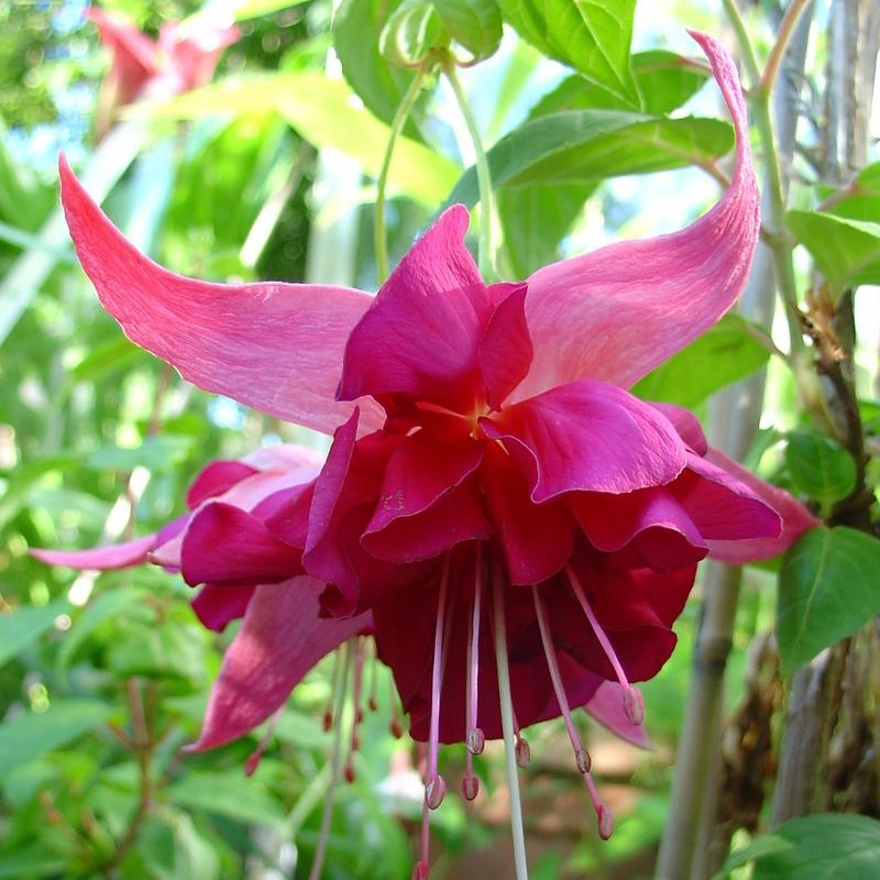 Upright or Bush Fuchsias