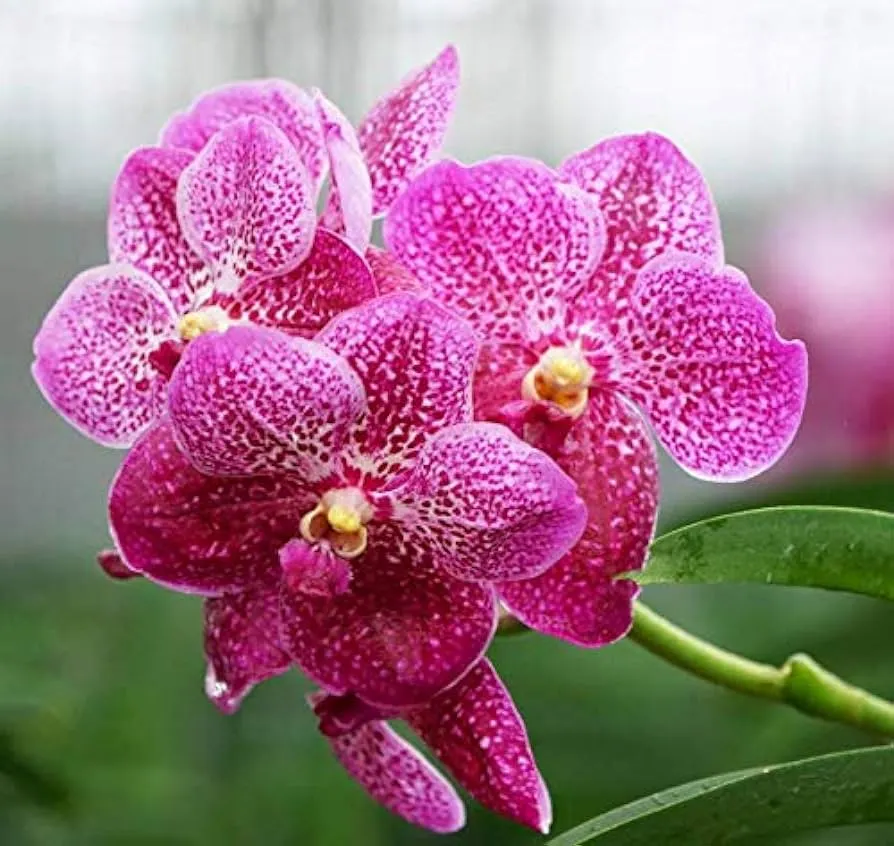 Vanda Orchids