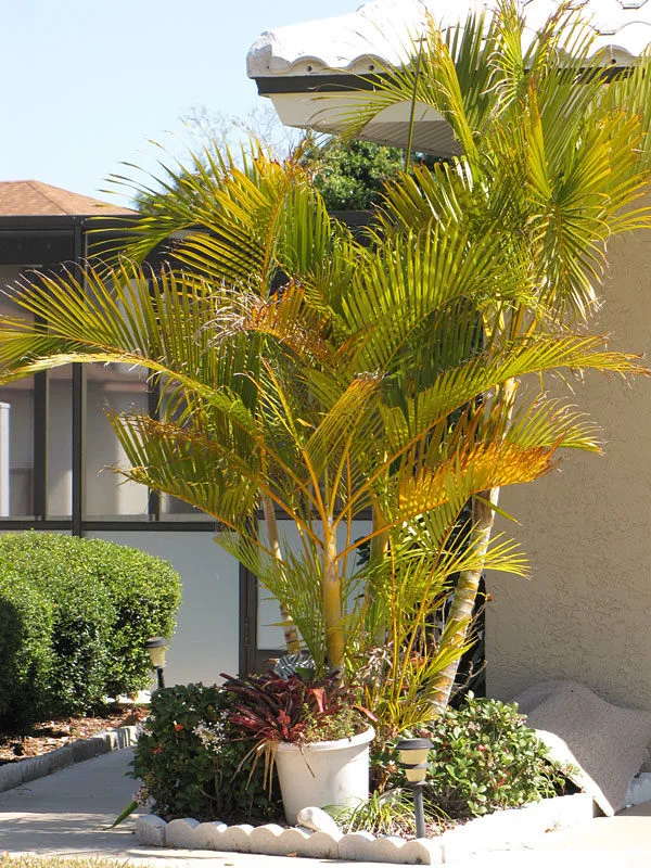 Yellow Butterfly Palm