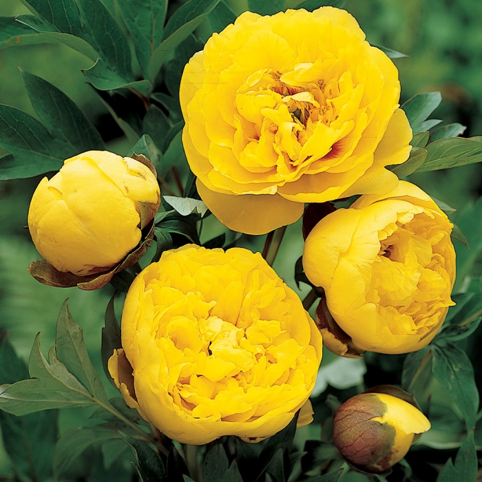 Yellow Peony