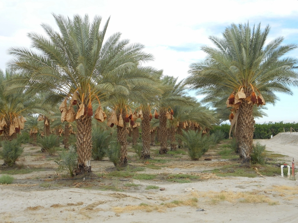 Zahidi date palm tree