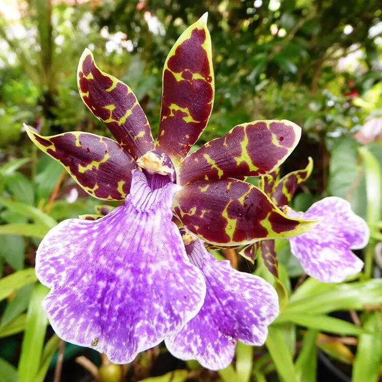 Zygopetalum Orchids