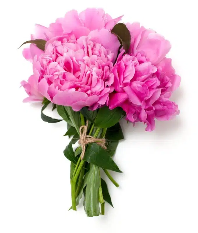 pink peony