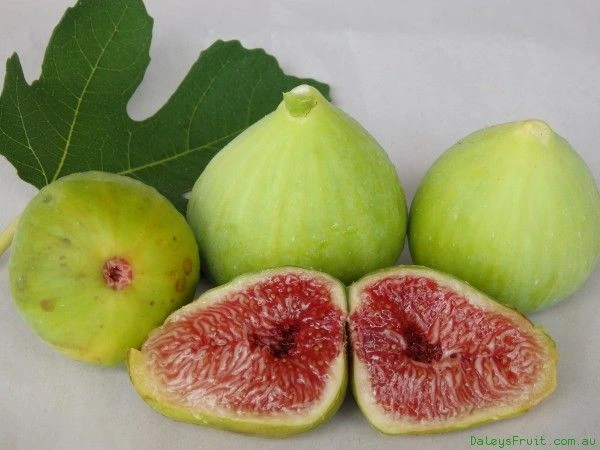 Adriatic Figs