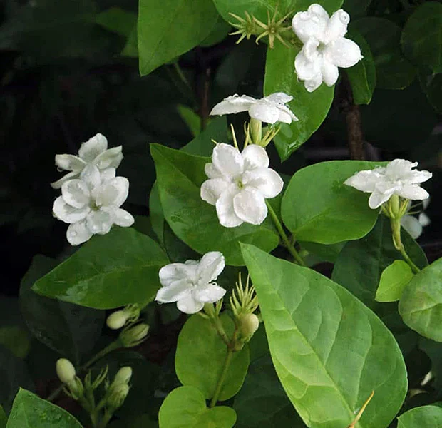 Arabian Jasmine (Jasminum sambac)