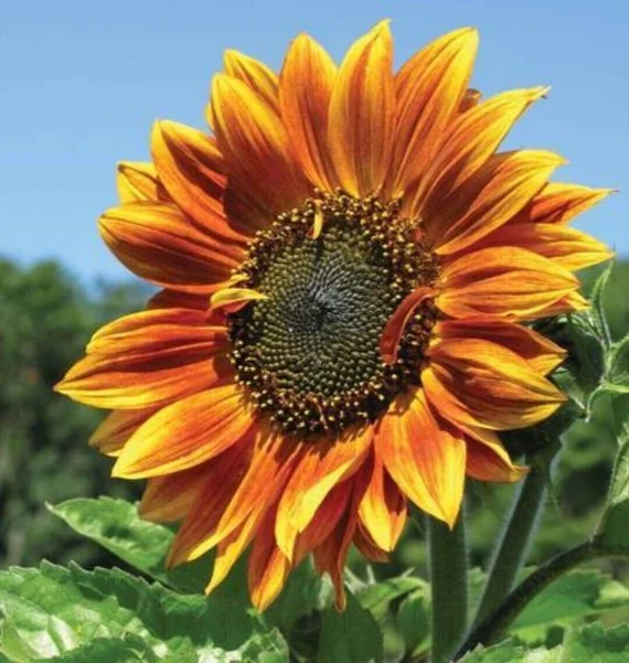 Autumn Beauty Sunflower