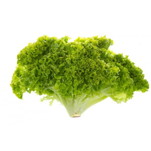 Batavia Lettuce