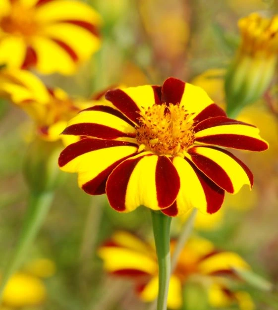 Bicolor Marigolds