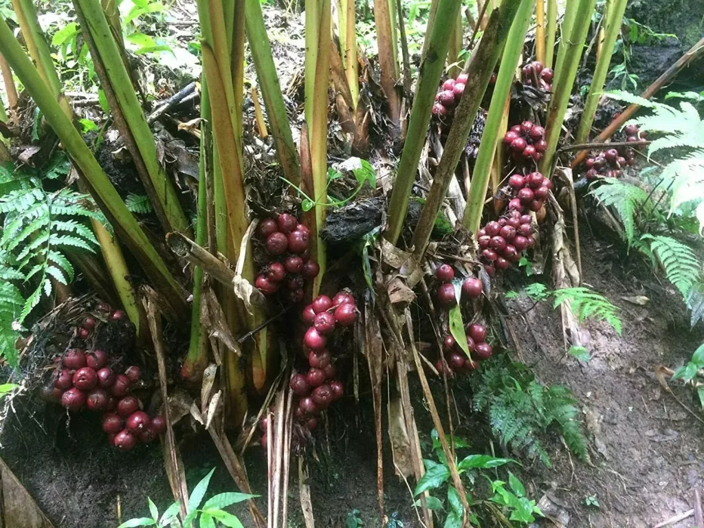 Black Cardamom (Amomum subulatum)