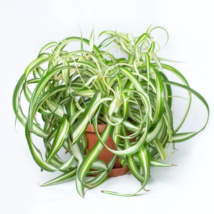 Bonnie Spider Plant