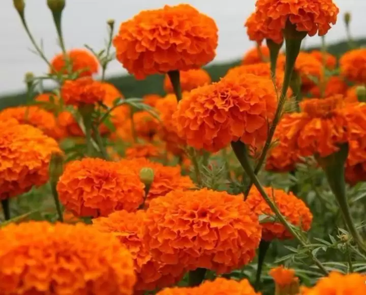 Bright Orange Marigolds