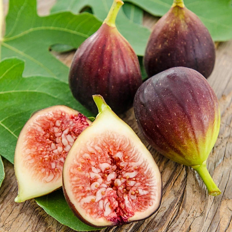 Brown Turkey Figs