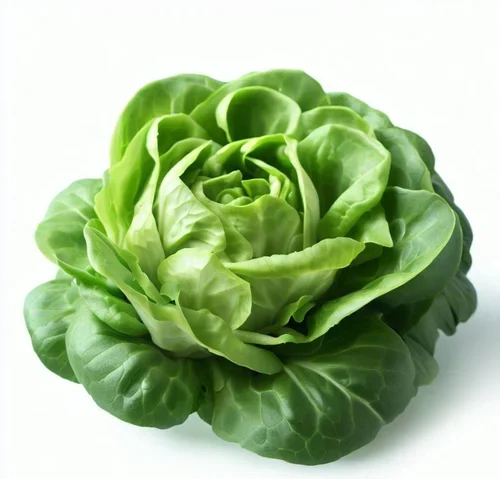 Butterhead Lettuce (Boston or Bibb)