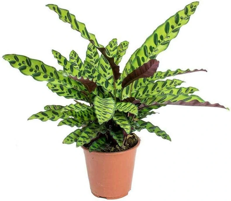 Calathea Lancifolia (Rattlesnake Plant)