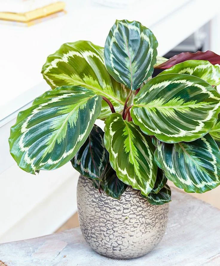 Calathea Medallion