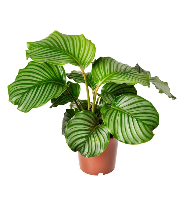 Calathea Orbifolia