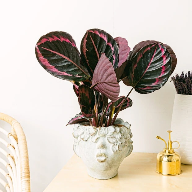 Calathea Roseopicta