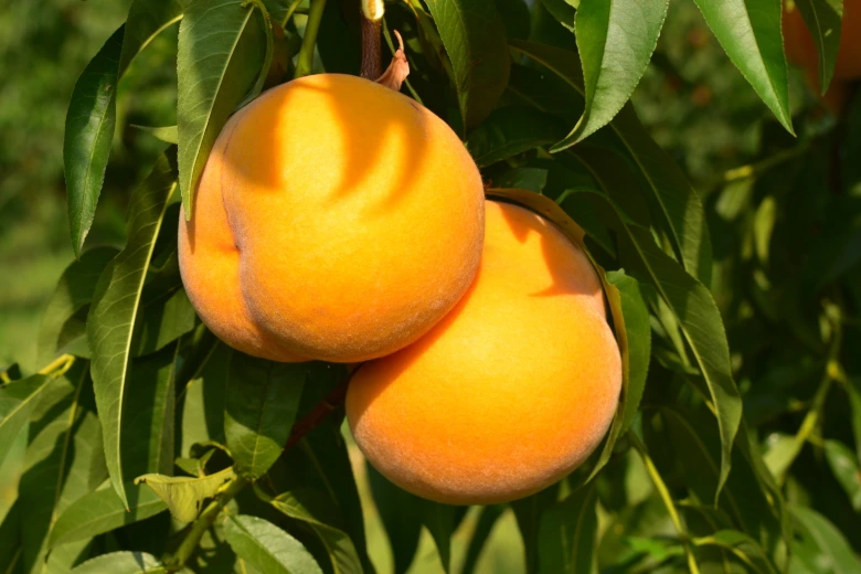 Clingstone Peaches