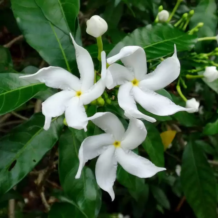 Common Jasmine (Jasminum officinale)