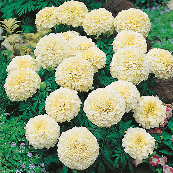 Cream or White Marigolds