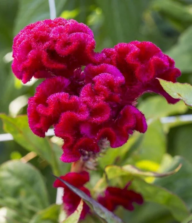 Crested Celosia (Celosia cristata)