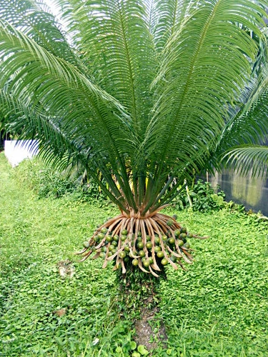 Cycas circinalis