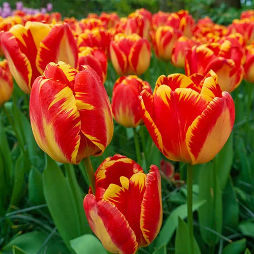 Darwin Hybrid Tulips