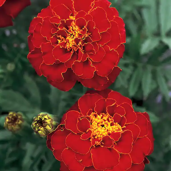 Deep Red Marigolds