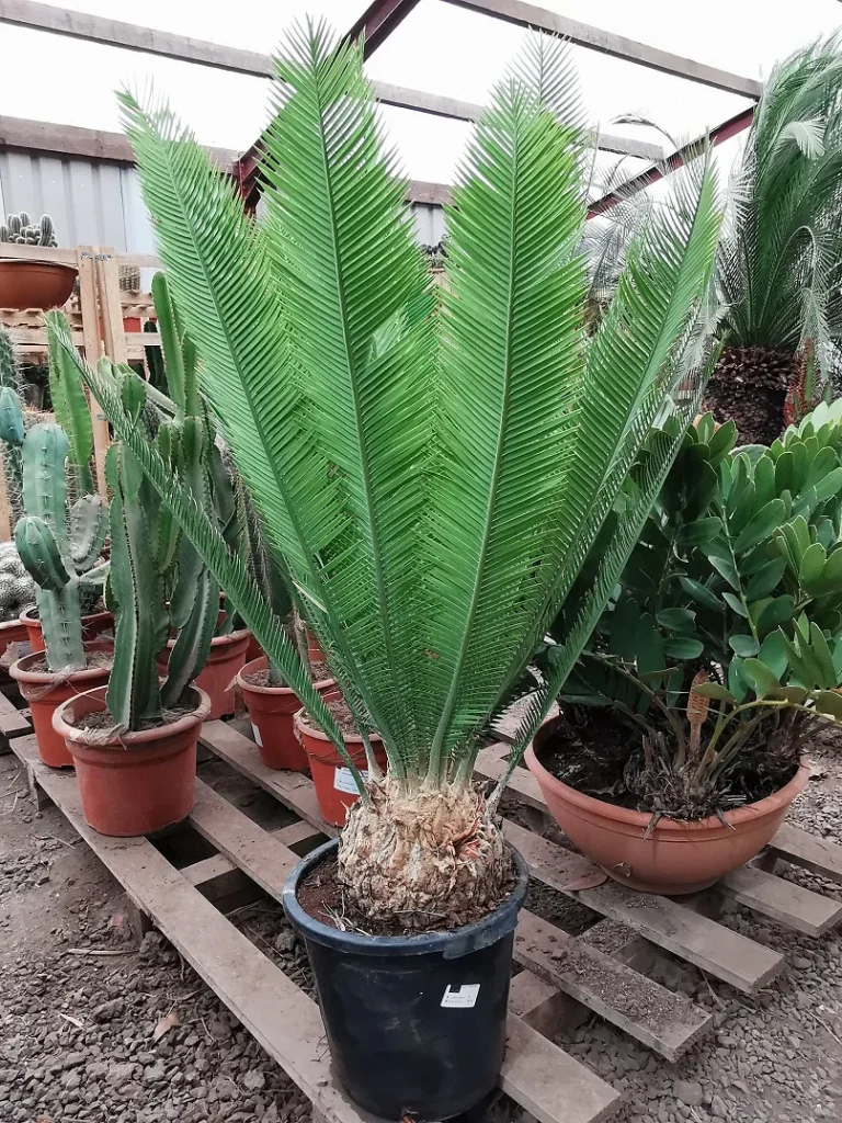 Dioon edule