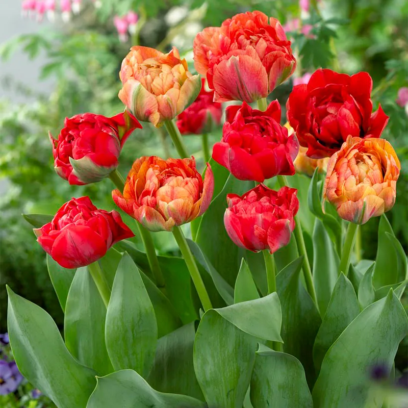 Double Late Tulips