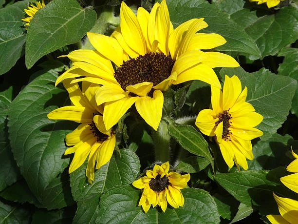 Dwarf Sunflower