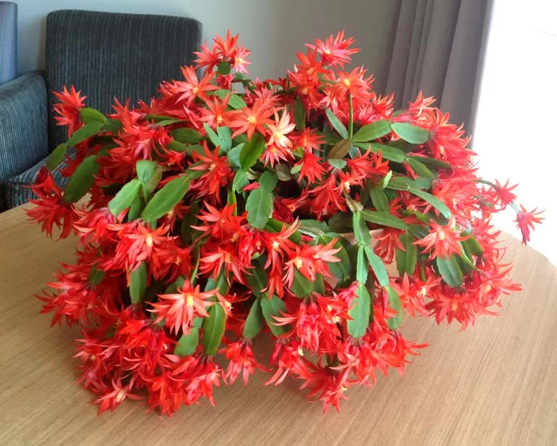 Easter Cactus (Hatiora gaertneri)