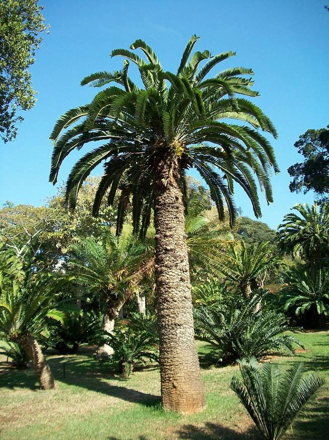 Encephalartos