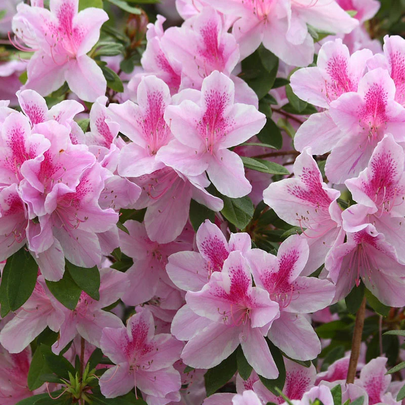 Encore Azalea Flower