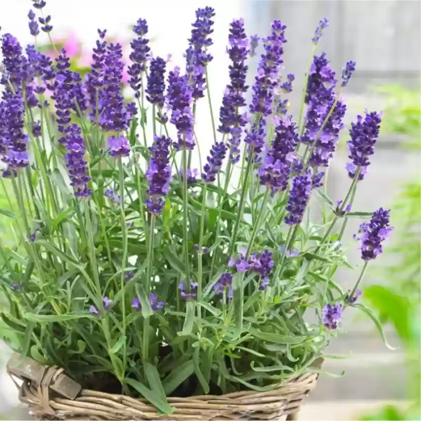 English Lavender (Lavandula angustifolia)