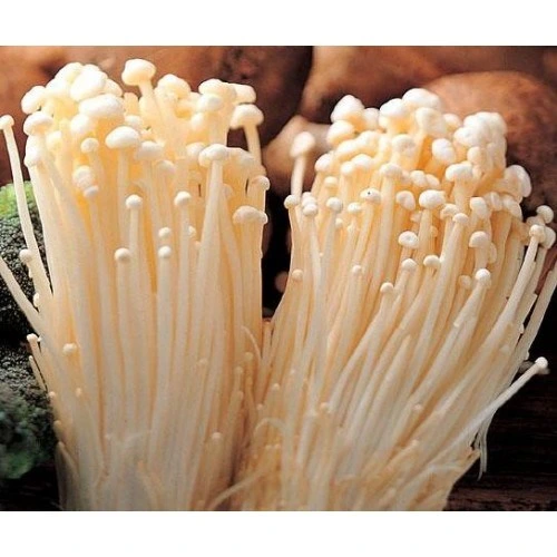 Enoki Mushrooms (Flammulina velutipes)