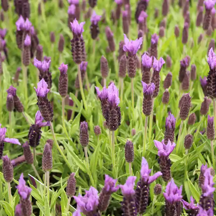 French Lavender (Lavandula dentata)