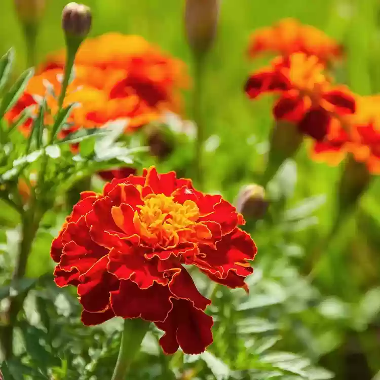 French Marigold (Tagetes patula)